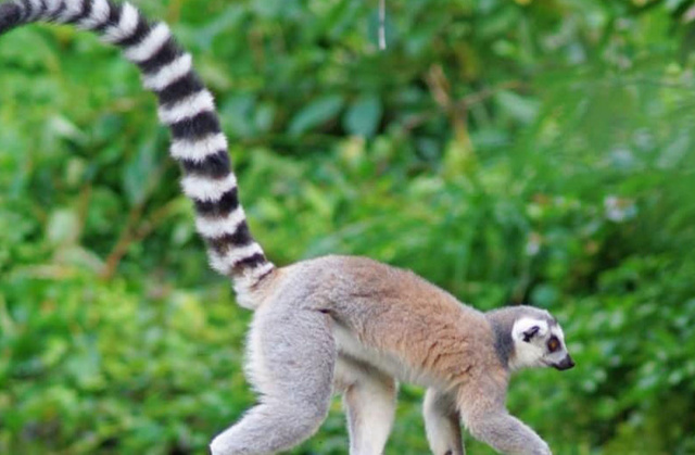 Hayvanların neden kuyrukları var?  Kuyruk ne yapar?