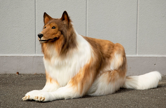 Japon köpeği adam videosu viral oldu: Collie gibi görünmek için binlerce dolar harcamış!