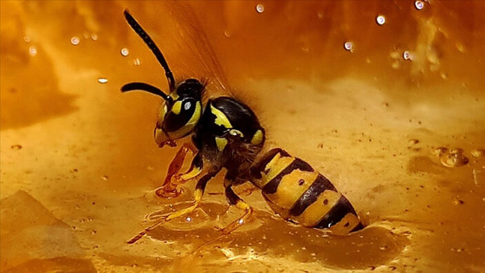Bilim insanları, arıların bulmacalarını çözmeyi öğrendiğini ortaya koydu