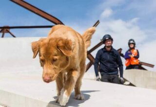 Hayvanlar gerçekten doğal afetleri tahmin edebilir mi