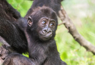 Netflix, muhtemelen Dünyanın “en şirin” canlı yayınlarından birine imza atıyor